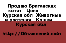 Продаю Британских котят › Цена ­ 1 500 - Курская обл. Животные и растения » Кошки   . Курская обл.